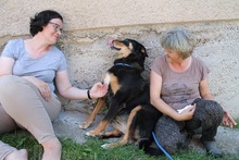 LADY, Hund, Mischlingshund in Bosnien und Herzegowina - Bild 1