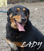 LADY, Hund, Mischlingshund in Bosnien und Herzegowina - Bild 2