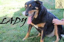 LADY, Hund, Mischlingshund in Bosnien und Herzegowina - Bild 4