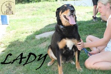 LADY, Hund, Mischlingshund in Bosnien und Herzegowina - Bild 5