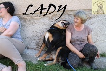 LADY, Hund, Mischlingshund in Bosnien und Herzegowina - Bild 6