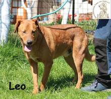 LEO, Hund, Mischlingshund in Bosnien und Herzegowina - Bild 3