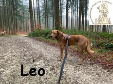 LEO, Hund, Mischlingshund in Augsburg - Bild 3