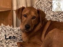 LEO, Hund, Mischlingshund in Augsburg - Bild 6