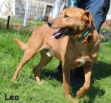 LEO, Hund, Mischlingshund in Augsburg - Bild 8