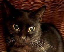 CARRIE, Katze, Europäisch Kurzhaar in Spanien - Bild 10