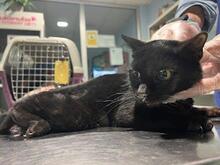 CARRIE, Katze, Europäisch Kurzhaar in Spanien - Bild 11