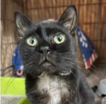 CARRIE, Katze, Europäisch Kurzhaar in Spanien - Bild 12