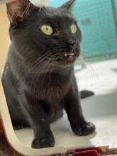CARRIE, Katze, Europäisch Kurzhaar in Spanien - Bild 6