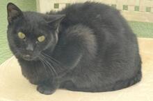 CARRIE, Katze, Europäisch Kurzhaar in Spanien - Bild 7