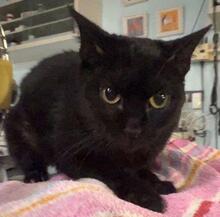 CARRIE, Katze, Europäisch Kurzhaar in Spanien - Bild 8