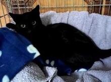 CARRIE, Katze, Europäisch Kurzhaar in Spanien - Bild 9