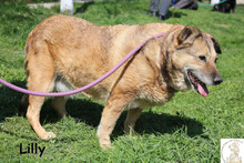 LILLI, Hund, Mischlingshund in Bosnien und Herzegowina - Bild 1