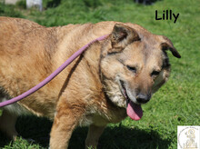 LILLI, Hund, Mischlingshund in Bosnien und Herzegowina - Bild 2