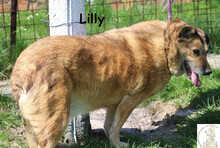 LILLI, Hund, Mischlingshund in Bosnien und Herzegowina - Bild 3