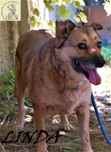 LILLI, Hund, Mischlingshund in Bosnien und Herzegowina - Bild 5