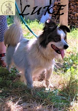 LUKE, Hund, Mischlingshund in Bosnien und Herzegowina - Bild 2