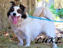 LUKE, Hund, Mischlingshund in Bosnien und Herzegowina - Bild 3