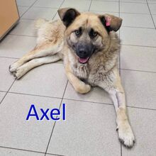 AXEL, Hund, Mischlingshund in Bulgarien - Bild 1