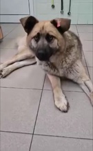 AXEL, Hund, Mischlingshund in Bulgarien - Bild 2