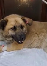 AXEL, Hund, Mischlingshund in Bulgarien - Bild 3