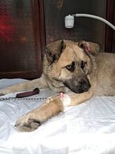 AXEL, Hund, Mischlingshund in Bulgarien - Bild 5