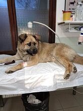 AXEL, Hund, Mischlingshund in Bulgarien - Bild 6