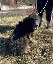 VLCKO, Hund, Mischlingshund in Slowakische Republik - Bild 1
