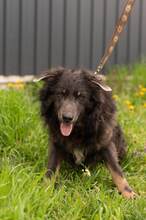 VLCKO, Hund, Mischlingshund in Slowakische Republik - Bild 10