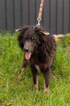 VLCKO, Hund, Mischlingshund in Slowakische Republik - Bild 11