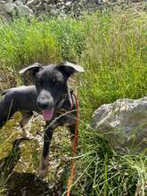 VLCKO, Hund, Mischlingshund in Slowakische Republik - Bild 14