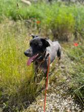 VLCKO, Hund, Mischlingshund in Slowakische Republik - Bild 15