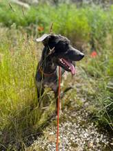 VLCKO, Hund, Mischlingshund in Slowakische Republik - Bild 18