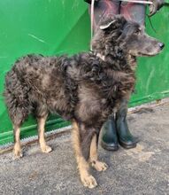 VLCKO, Hund, Mischlingshund in Slowakische Republik - Bild 19
