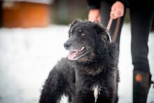 VLCKO, Hund, Mischlingshund in Slowakische Republik - Bild 20