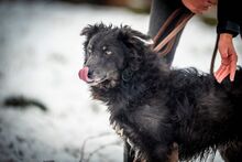 VLCKO, Hund, Mischlingshund in Slowakische Republik - Bild 21