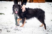 VLCKO, Hund, Mischlingshund in Slowakische Republik - Bild 22