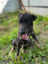 VLCKO, Hund, Mischlingshund in Slowakische Republik - Bild 23