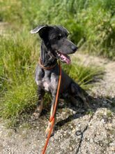 VLCKO, Hund, Mischlingshund in Slowakische Republik - Bild 24