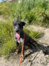 VLCKO, Hund, Mischlingshund in Slowakische Republik - Bild 25