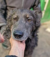 VLCKO, Hund, Mischlingshund in Slowakische Republik - Bild 30