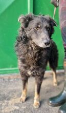 VLCKO, Hund, Mischlingshund in Slowakische Republik - Bild 31