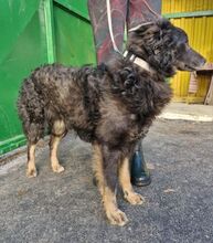 VLCKO, Hund, Mischlingshund in Slowakische Republik - Bild 32