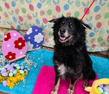 VLCKO, Hund, Mischlingshund in Slowakische Republik - Bild 36