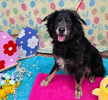 VLCKO, Hund, Mischlingshund in Slowakische Republik - Bild 37