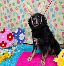 VLCKO, Hund, Mischlingshund in Slowakische Republik - Bild 39