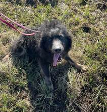 VLCKO, Hund, Mischlingshund in Slowakische Republik - Bild 4