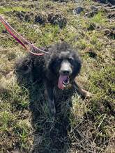 VLCKO, Hund, Mischlingshund in Slowakische Republik - Bild 6