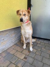 BADERO, Hund, Mischlingshund in Slowakische Republik - Bild 2