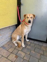 BADERO, Hund, Mischlingshund in Slowakische Republik - Bild 3